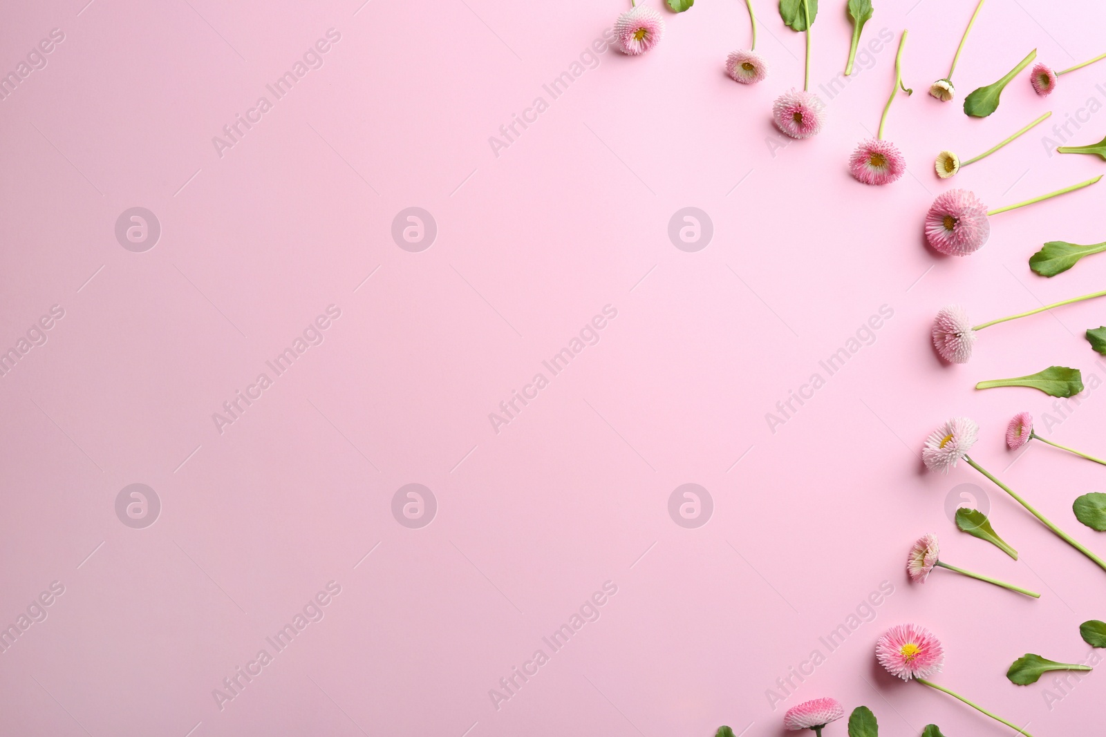 Photo of Flat lay composition with blooming daisies and space for text on color background. Spring flowers