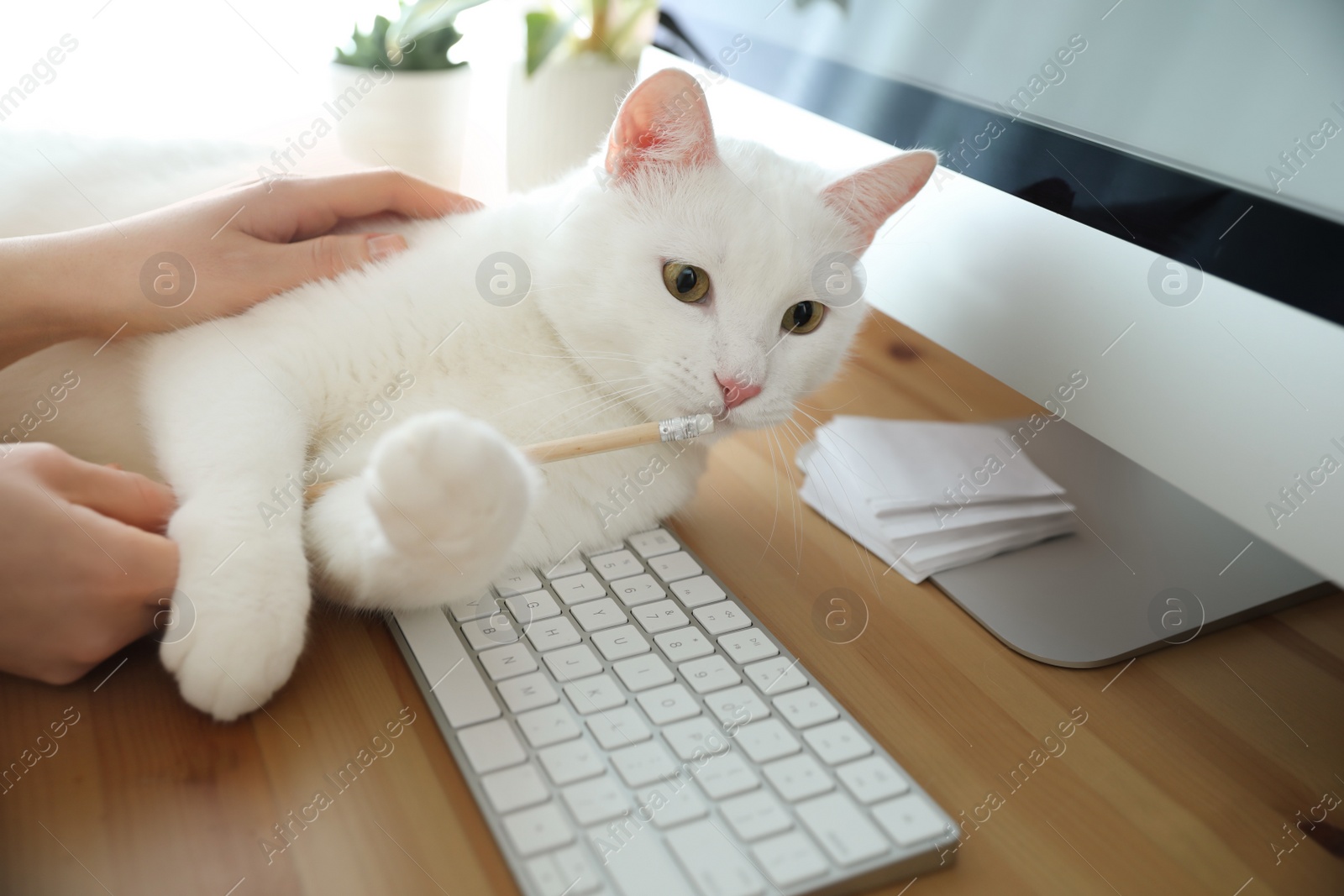 Photo of Adorable white cat lying on keyboard and distracting owner from work, closeup