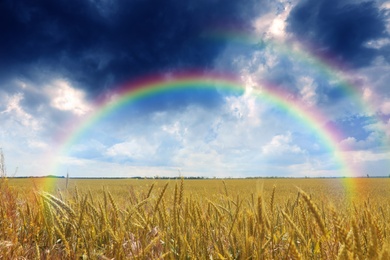 Amazing double rainbow over wheat field under stormy sky