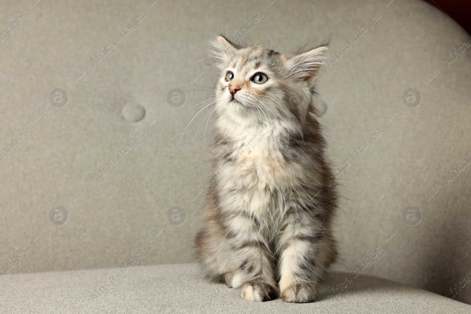 Photo of Cute fluffy kitten on grey sofa. Baby animal