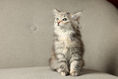 Cute fluffy kitten on grey sofa. Baby animal