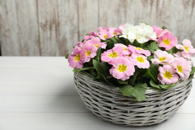 Photo of Beautiful primula (primrose) flowers in wicker basket on white wooden table, space for text. Spring blossom