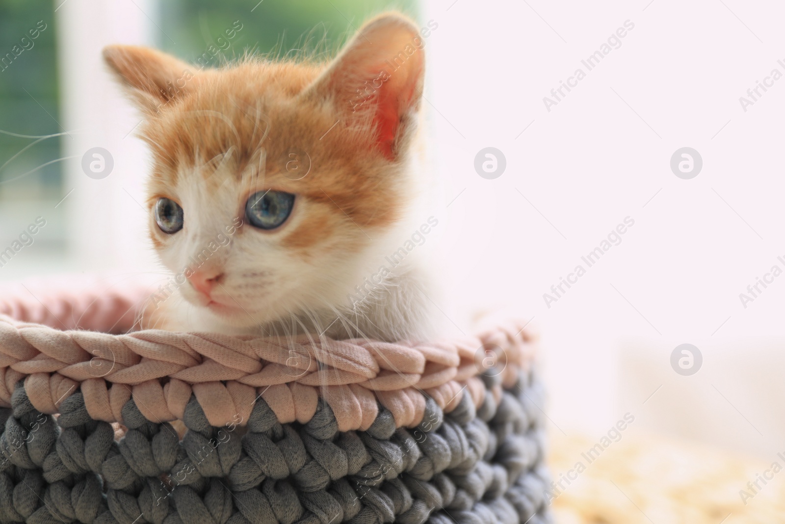 Photo of Cute little red kitten in knitted basket at home