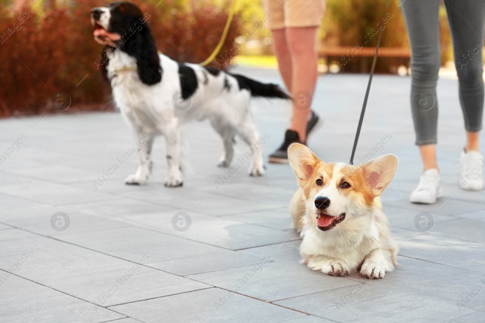 Photo of Couple walking their Pembroke Welsh Corgi and English Springer Spaniel dogs outdoors