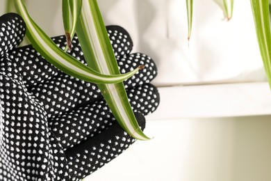 Woman touching houseplant with damaged leaves indoors, closeup. Space for text