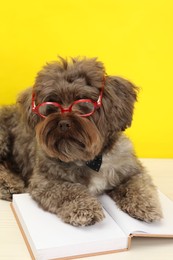 Cute Maltipoo dog with book wearing glasses on white table against yellow background. Lovely pet