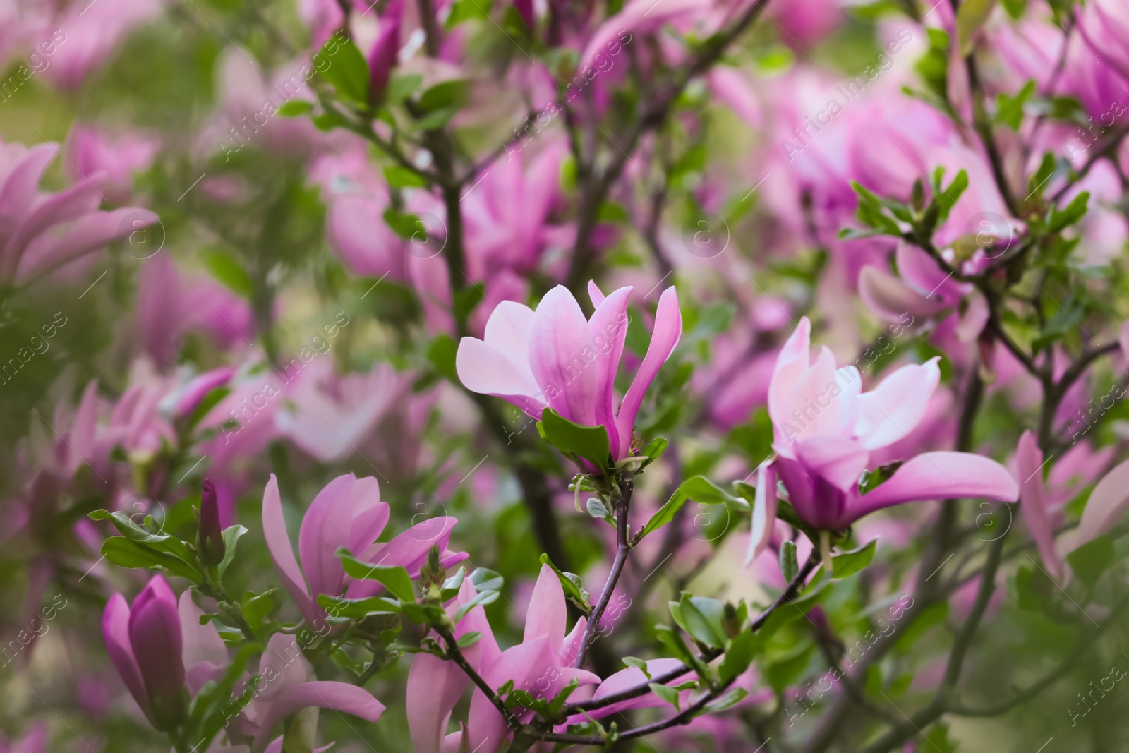 Photo of Magnolia tree with beautiful pink flowers outdoors, closeup