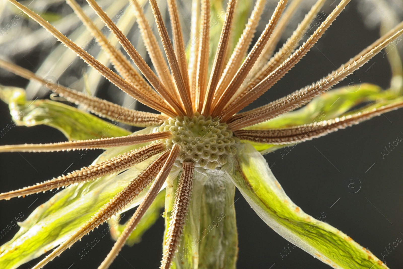 Photo of Dandelion seed head on black background, close up