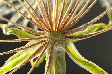 Photo of Dandelion seed head on black background, close up