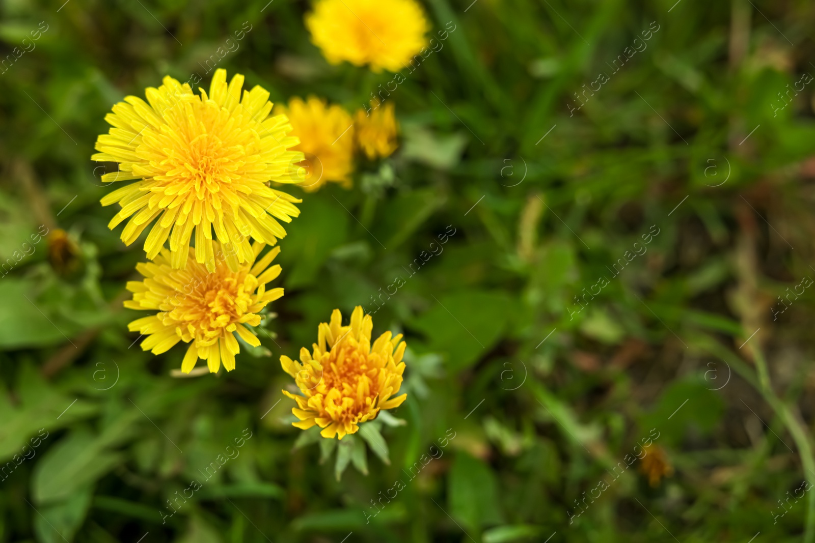 Photo of Beautiful bright yellow dandelions growing outdoors, closeup