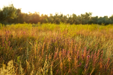 Beautiful field with wild flowers in morning