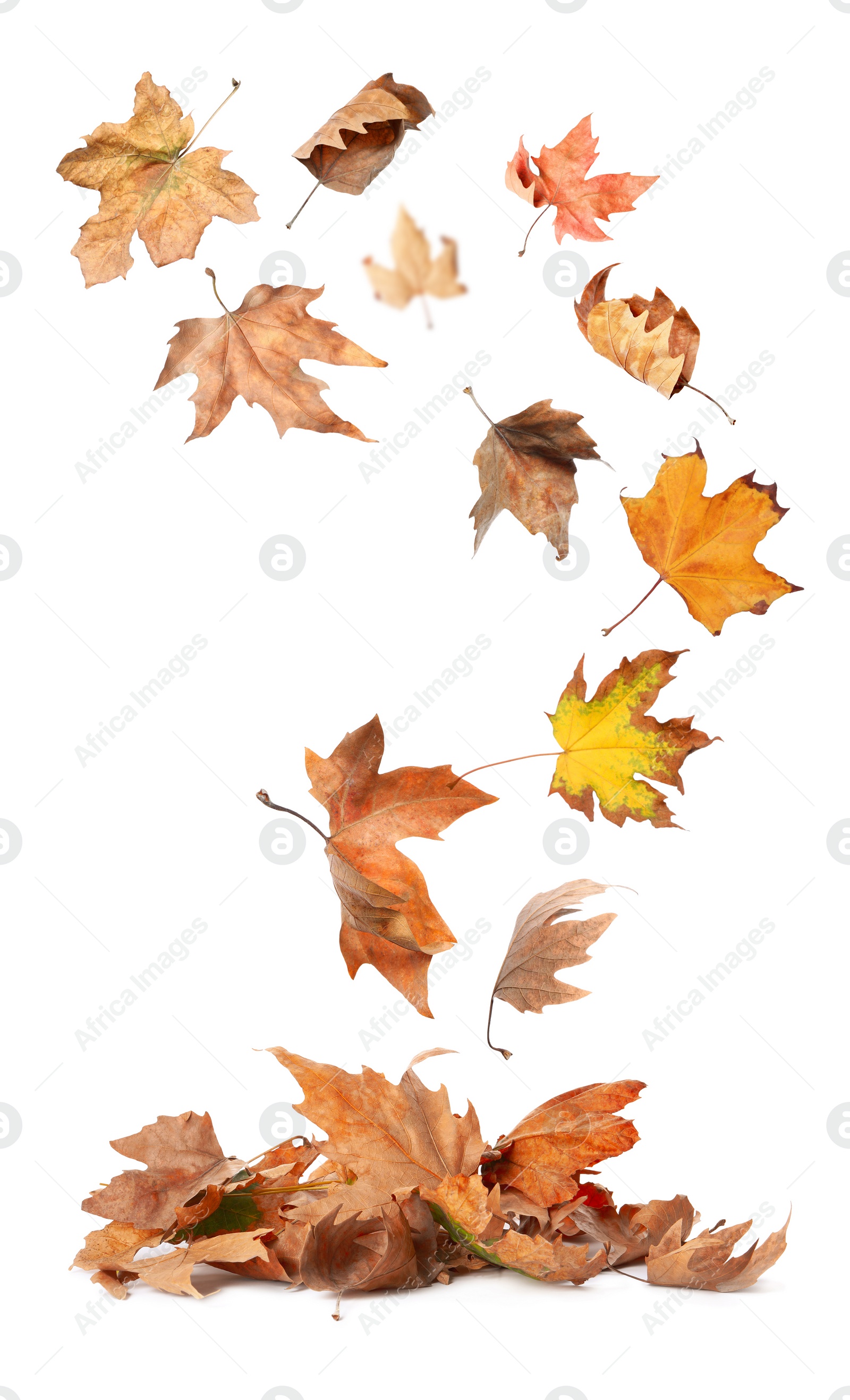 Image of Beautiful autumn leaves falling on white background