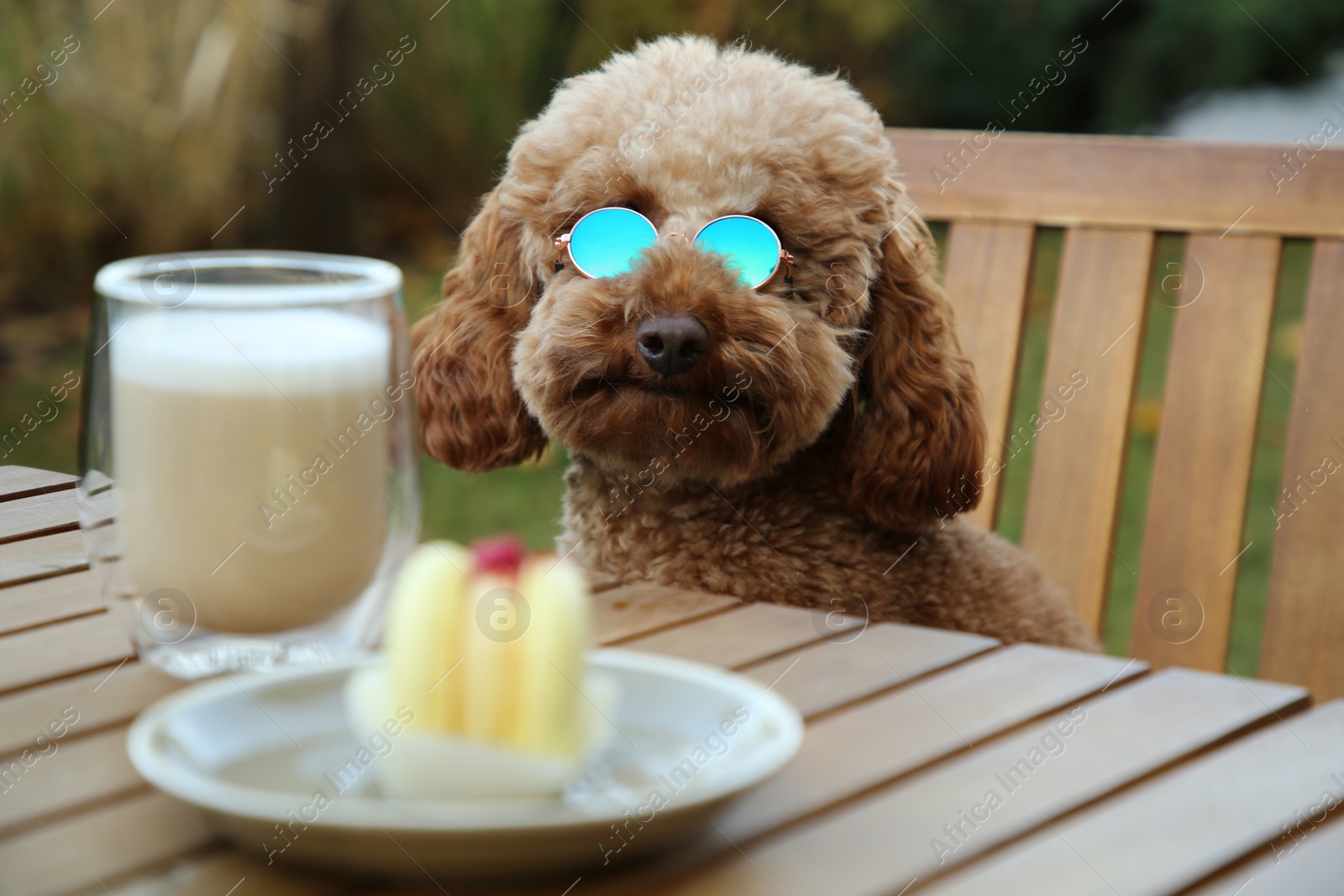 Photo of Cute fluffy dog with sunglasses at table in outdoor cafe