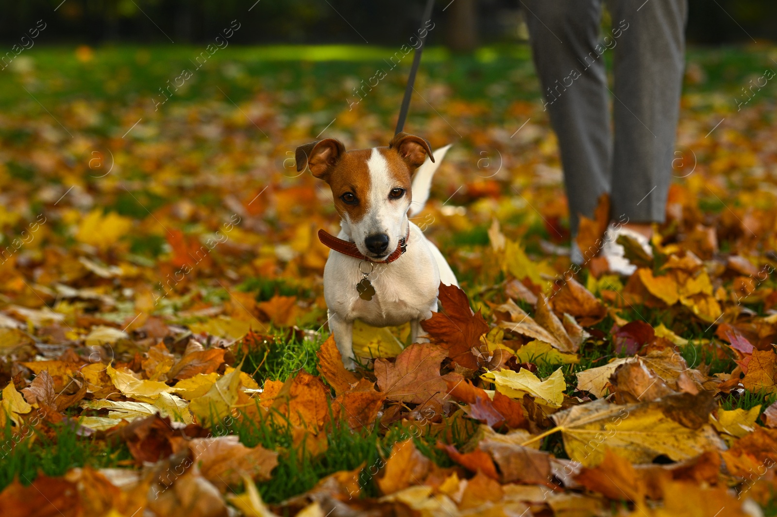 Photo of Man with adorable Jack Russell Terrier in autumn park, closeup. Dog walking