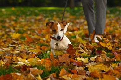 Man with adorable Jack Russell Terrier in autumn park, closeup. Dog walking