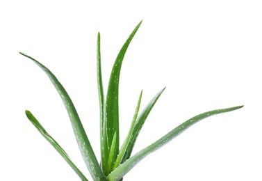 Aloe vera with green leaves on white background