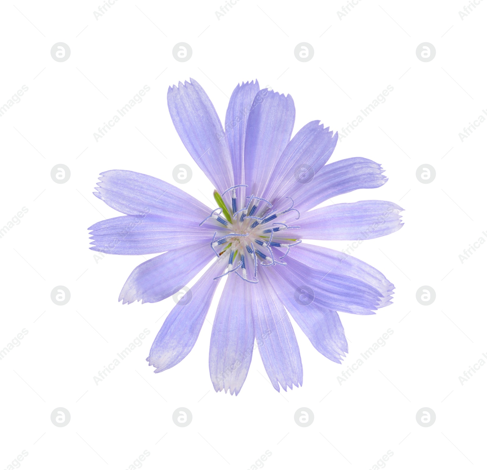 Photo of Beautiful tender chicory flower isolated on white