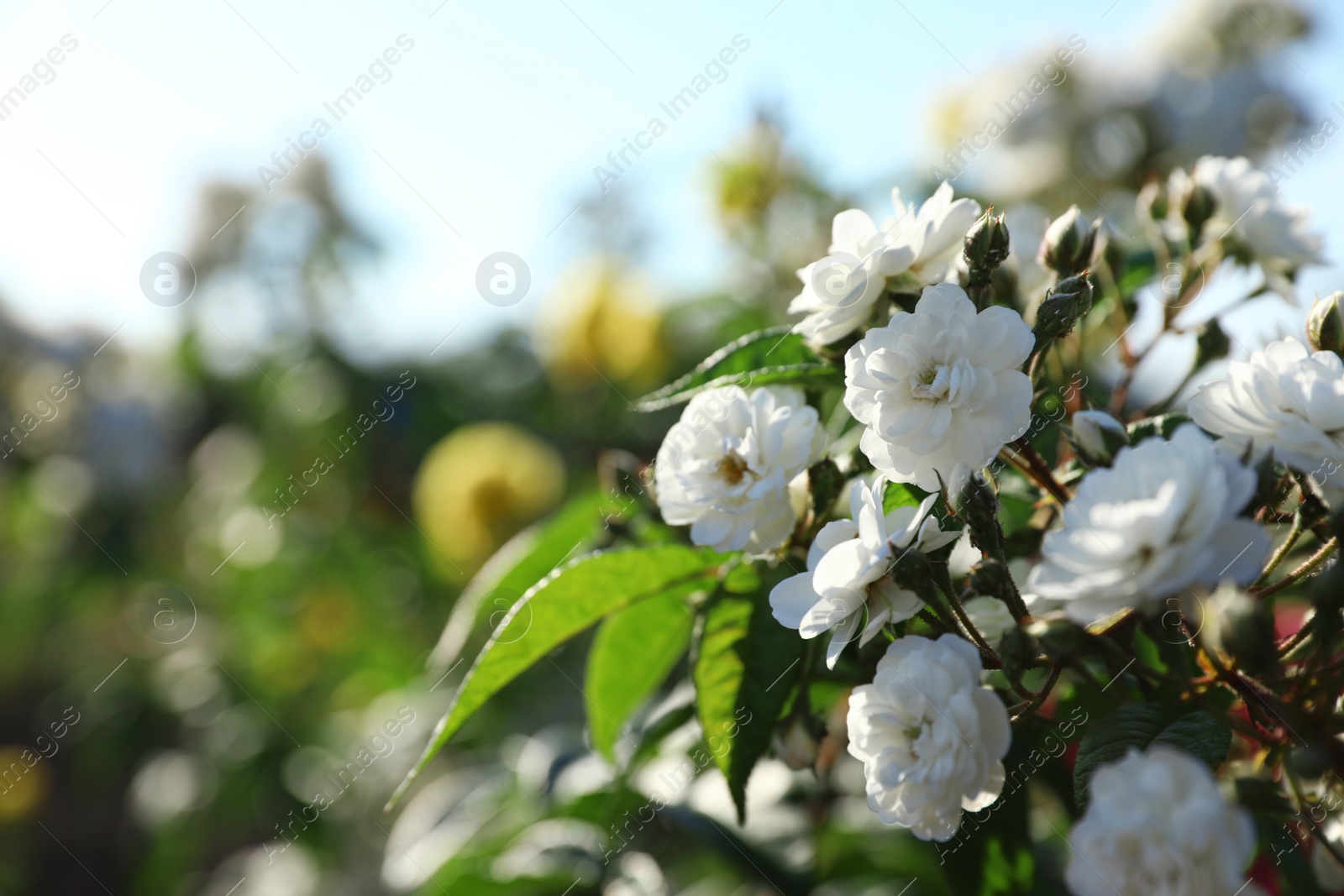 Photo of Green bush with beautiful roses in blooming garden on sunny day