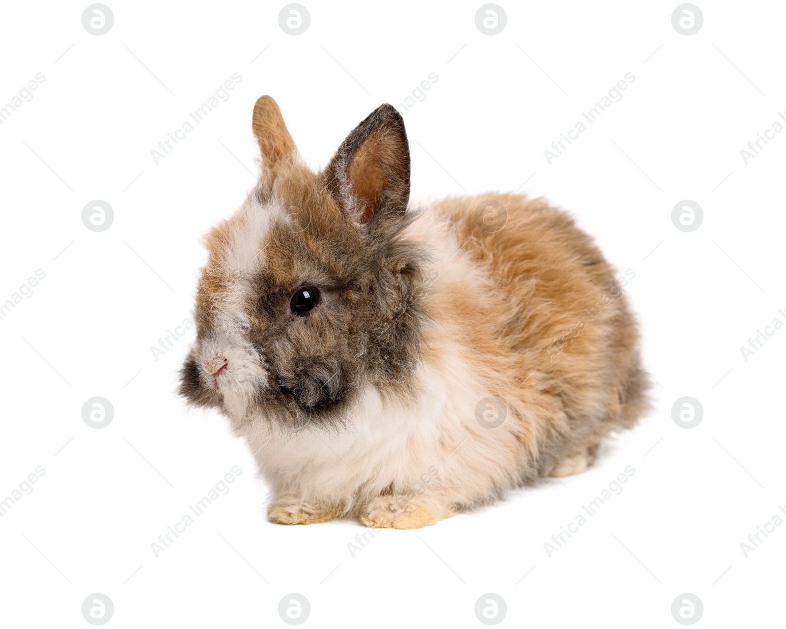 Photo of Cute little rabbit on white background. Adorable pet