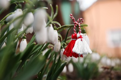 Photo of Fresh blooming snowdrops and traditional martisor outdoors. Spring flowers