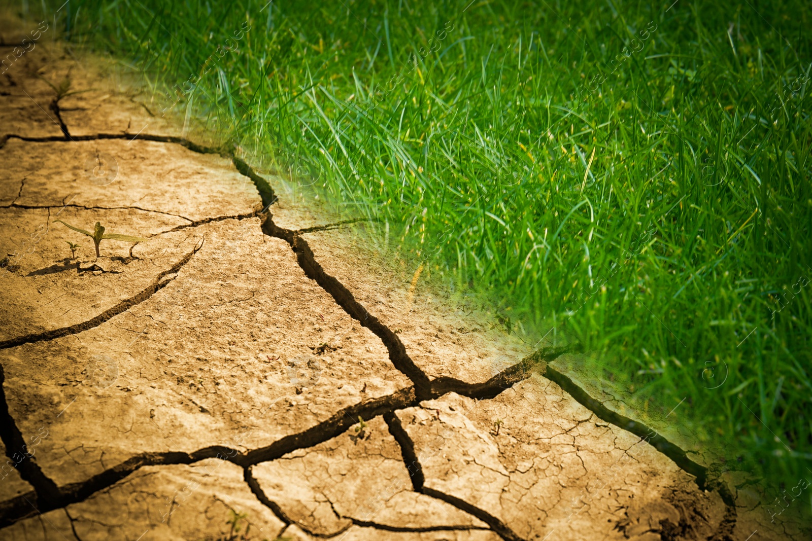 Image of Dry cracked land and green grass, closeup