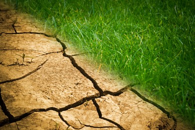 Dry cracked land and green grass, closeup