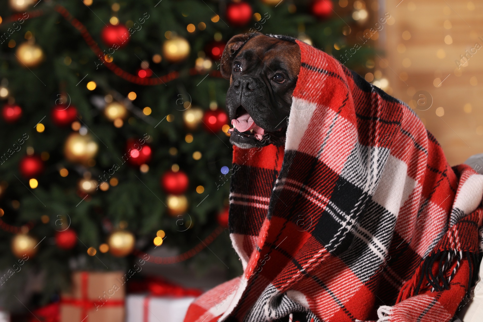 Photo of Cute dog covered with plaid in room decorated for Christmas