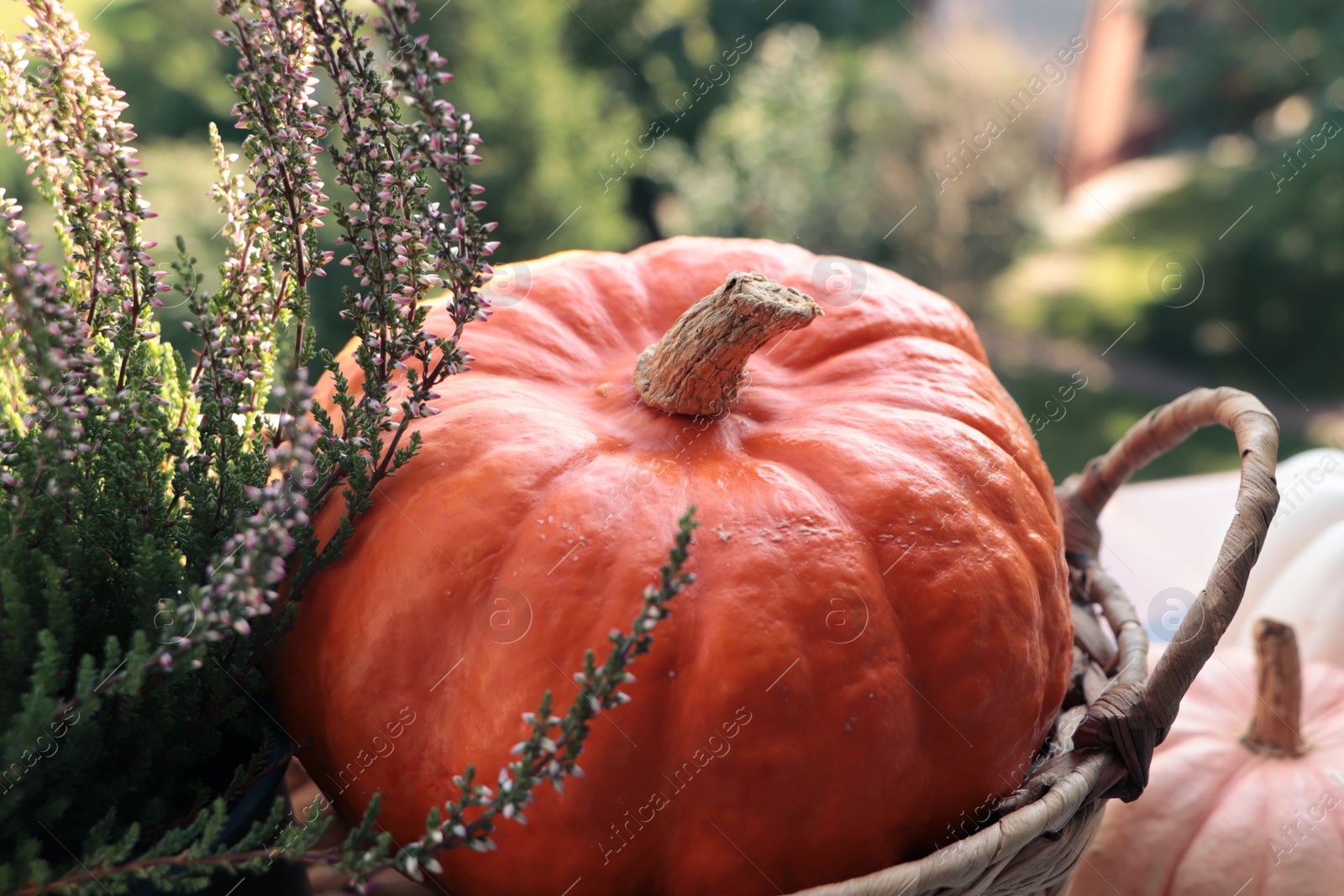 Photo of Wicker basket with beautiful heather flowers and pumpkins outdoors on sunny day, closeup