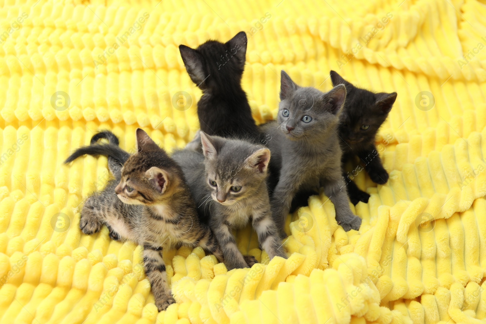 Photo of Cute fluffy kittens on blanket indoors. Baby animals