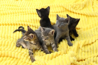 Photo of Cute fluffy kittens on blanket indoors. Baby animals