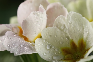 Closeup view of beautiful blooming flowers with dew drops