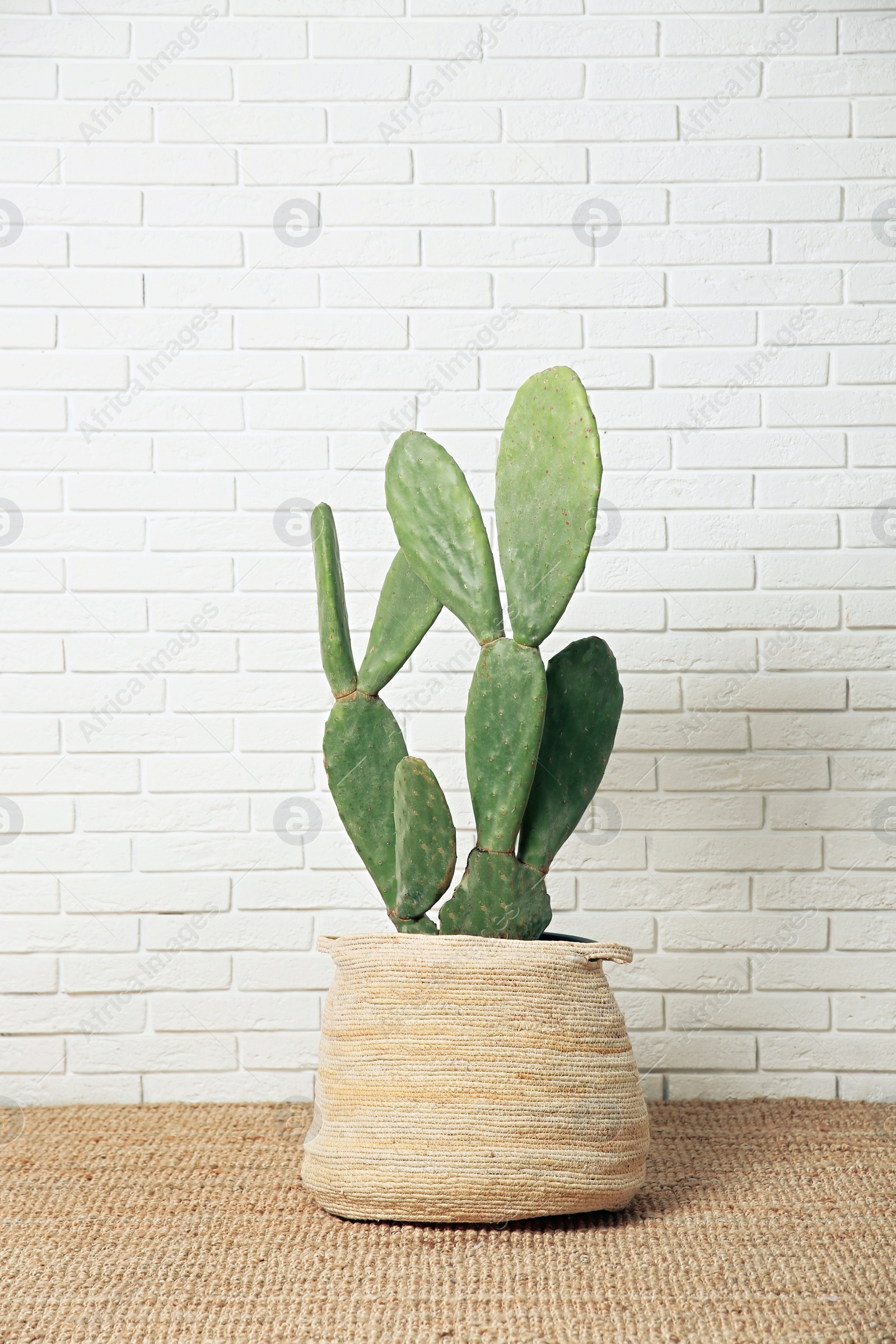 Photo of Beautiful potted cactus near white brick wall. Interior design