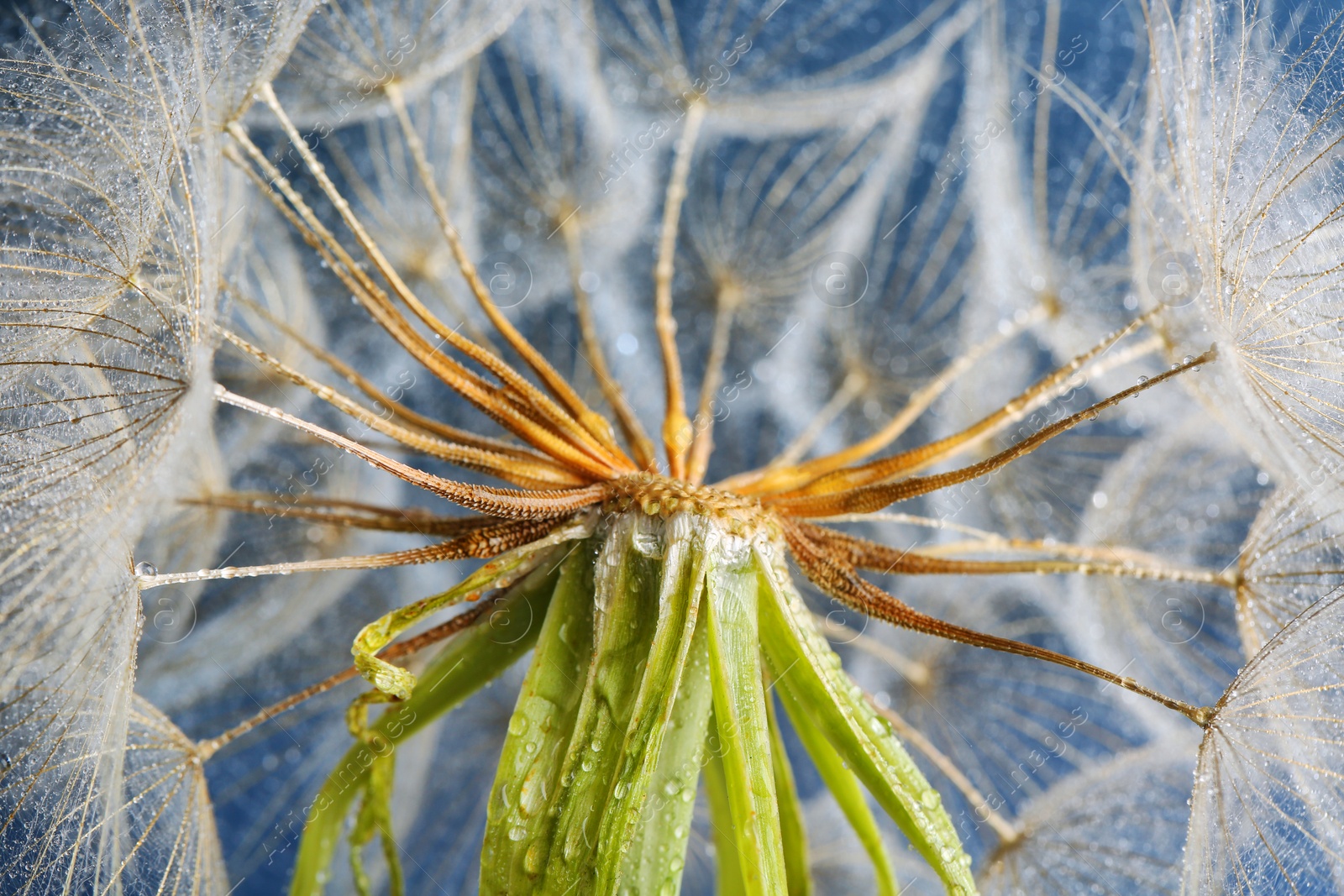 Photo of Dandelion seed head with dew drops on color background, close up