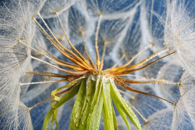 Photo of Dandelion seed head with dew drops on color background, close up