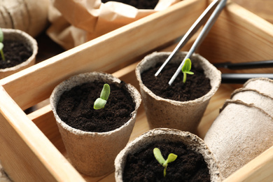 Photo of Young seedlings in peat pots in wooden crate