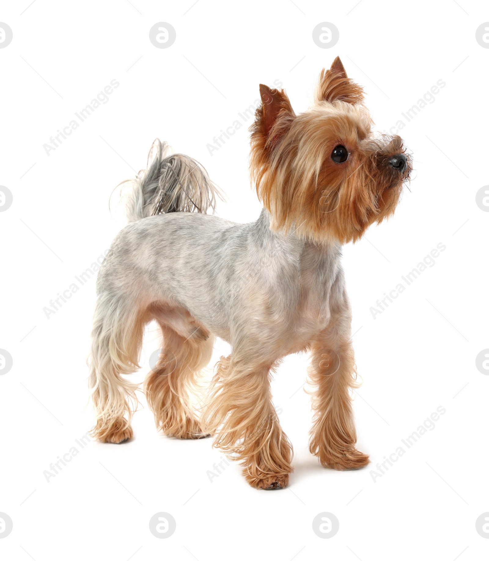 Photo of Adorable Yorkshire Terrier on white background. Cute pet