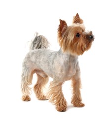 Photo of Adorable Yorkshire Terrier on white background. Cute pet