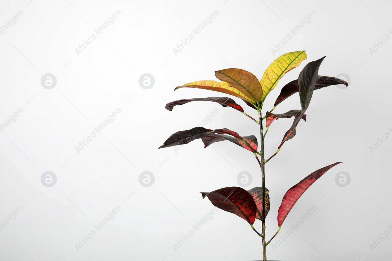 Photo of Croton home plant on grey background, space for text