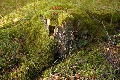 Green moss on tree stump in forest