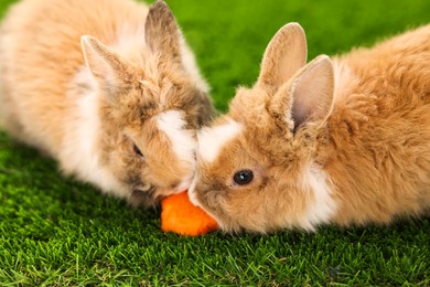 Photo of Cute little rabbits eating carrot on grass