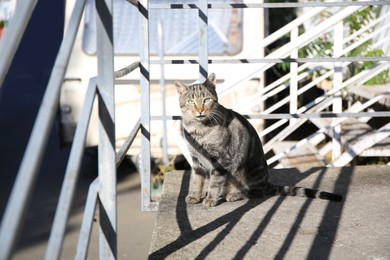 Photo of Lonely stray cat on stairs outdoors. Homeless pet