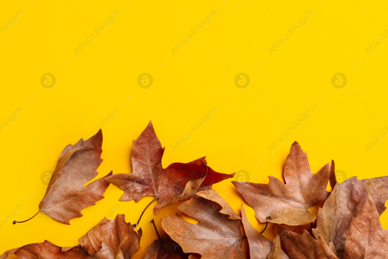 Photo of Dry autumn leaves on yellow background, flat lay. Space for text