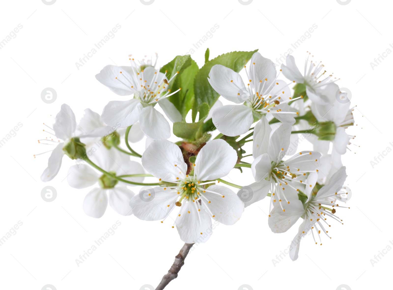 Photo of Spring branch with beautiful blossoms and leaves isolated on white