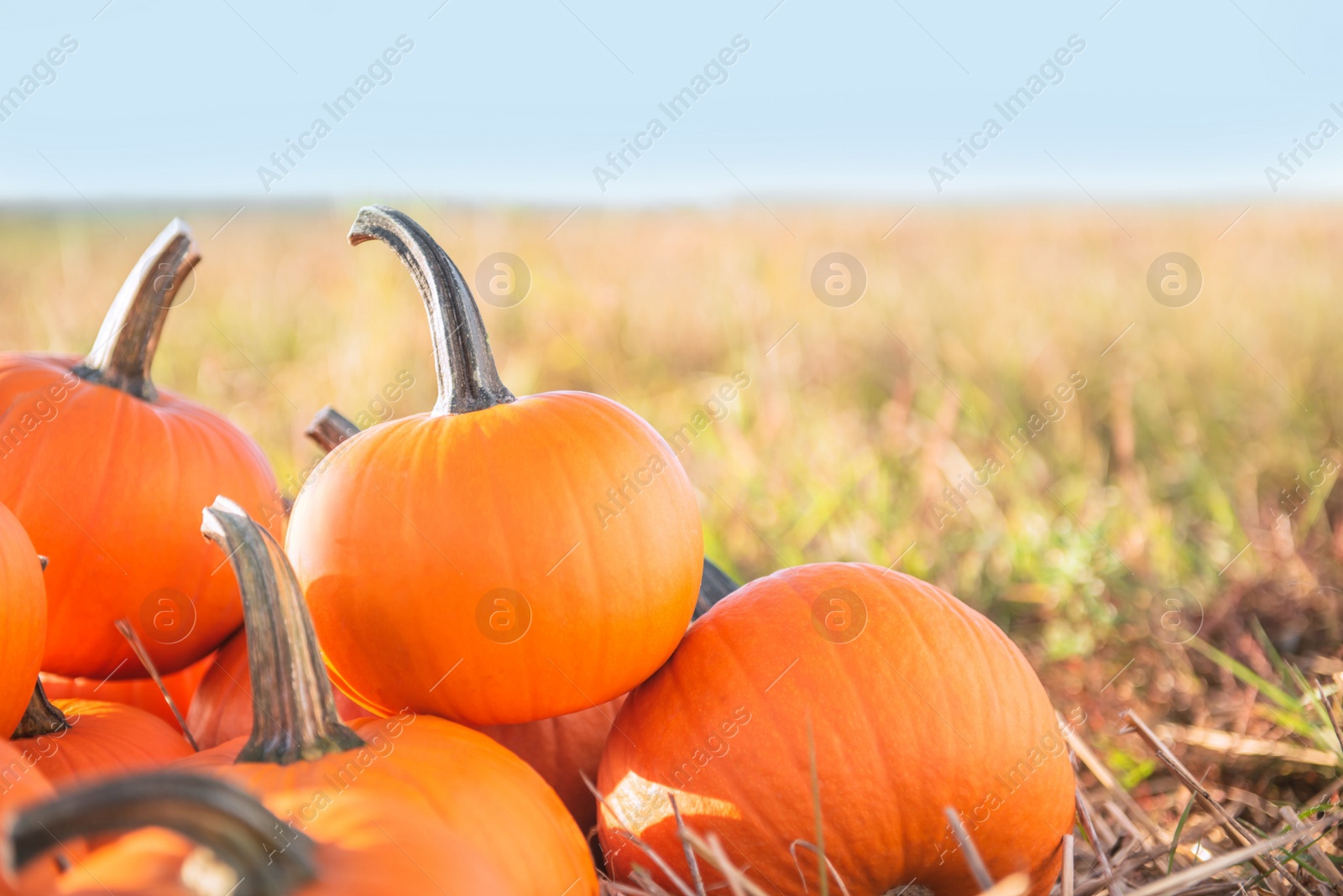 Photo of Many ripe orange pumpkins in field, space for text