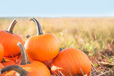 Many ripe orange pumpkins in field, space for text