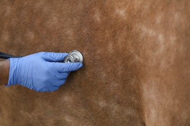 Photo of Veterinarian listening to horse with stethoscope, closeup. Pet care