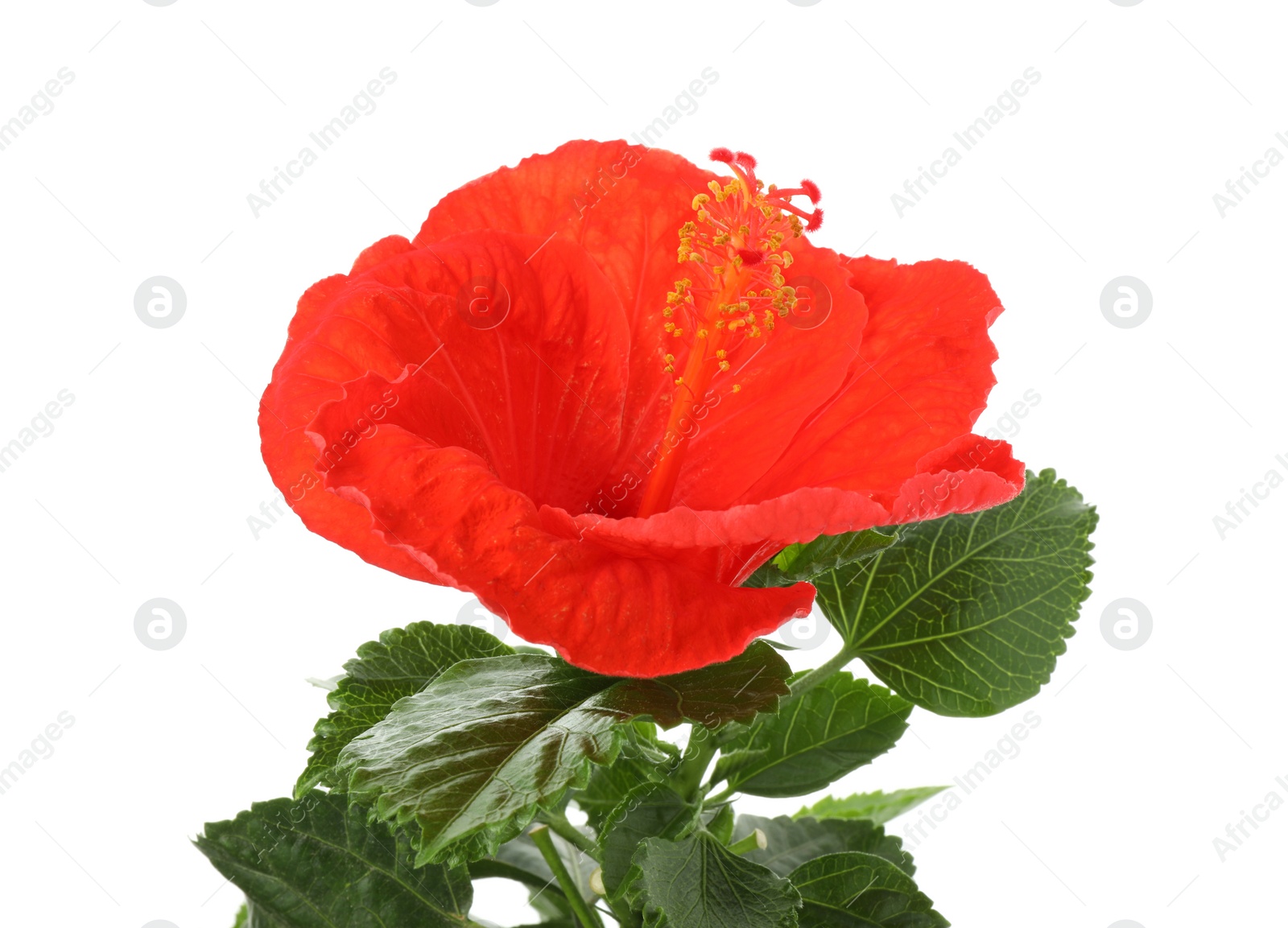 Photo of Beautiful red hibiscus flower and green leaves isolated on white