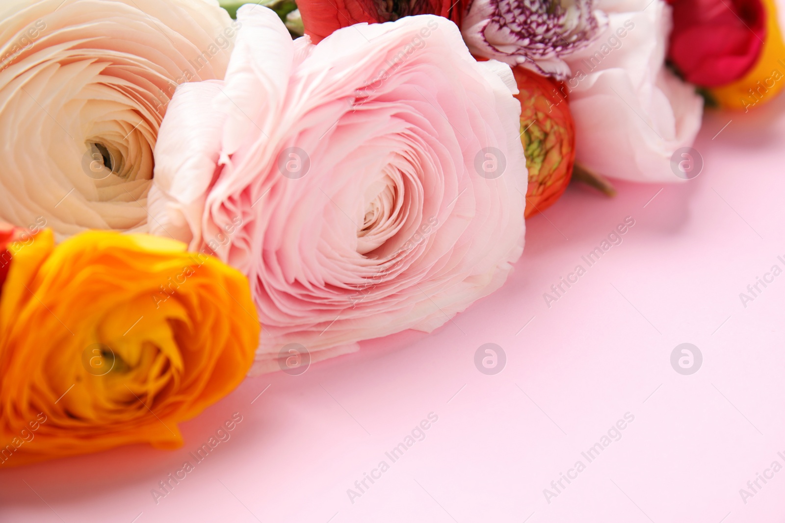 Photo of Beautiful ranunculus flowers on color background, closeup view. Space for text