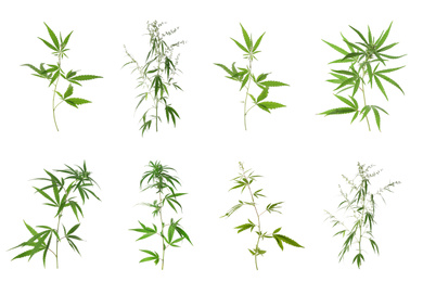 Set of hemp plants on white background