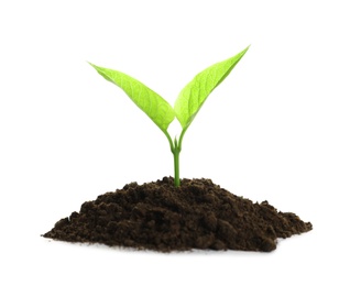 Photo of Young plant and pile of fertile soil on white background. Gardening time